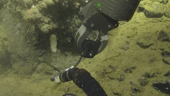Media type: image;   Invertebrate Zoology 153115 Description: live specimen;